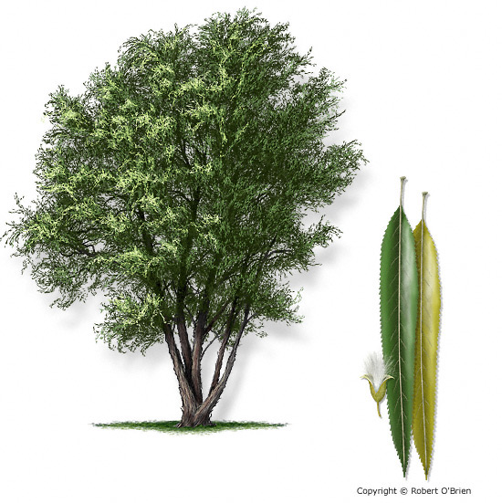 TXForestService's tweet photo. #DYK black willow was used by early settlers as a headache remedy due to it’s salicylic acid? Black willow is a large tree that grows to 50 ft tall and stores 962,050 tons of carbon in forestland in Texas! #SpeciesSpotlight https://t.co/CJzyYAwluj