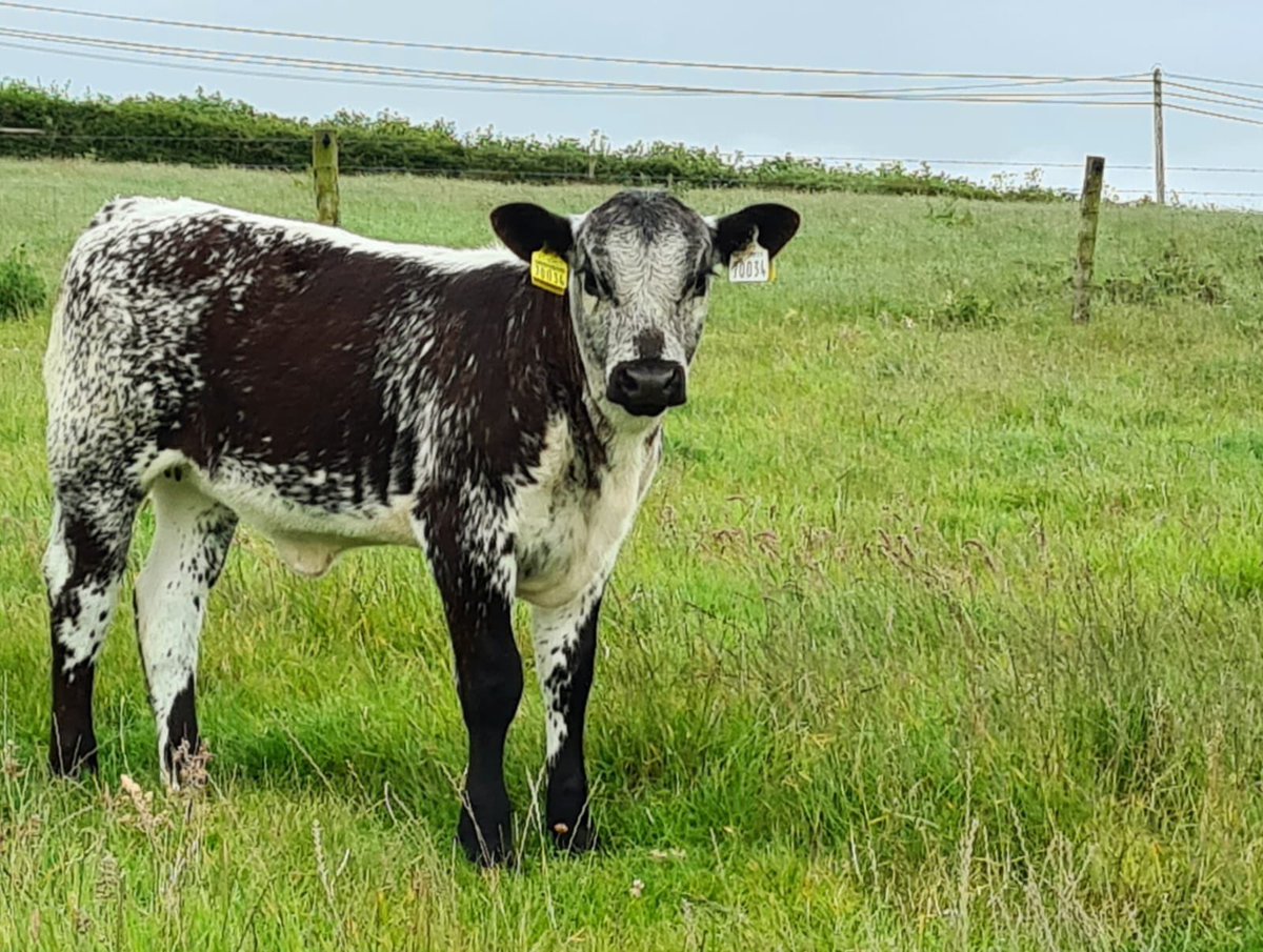 This little beauty makes getting a good photo easy!! ET heifer calf born from embryos imported last year from Canada and implanted by <a href="/dairemarkham/">Daire Markham</a>