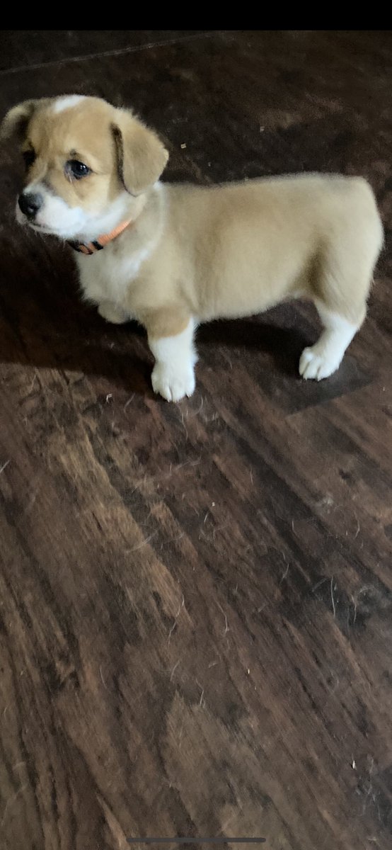 MikeHig67767273's tweet photo. Looks like my little one is going to be a Corgi owner soon. Meet Emma Dawn. https://t.co/kMwP1uyRAO