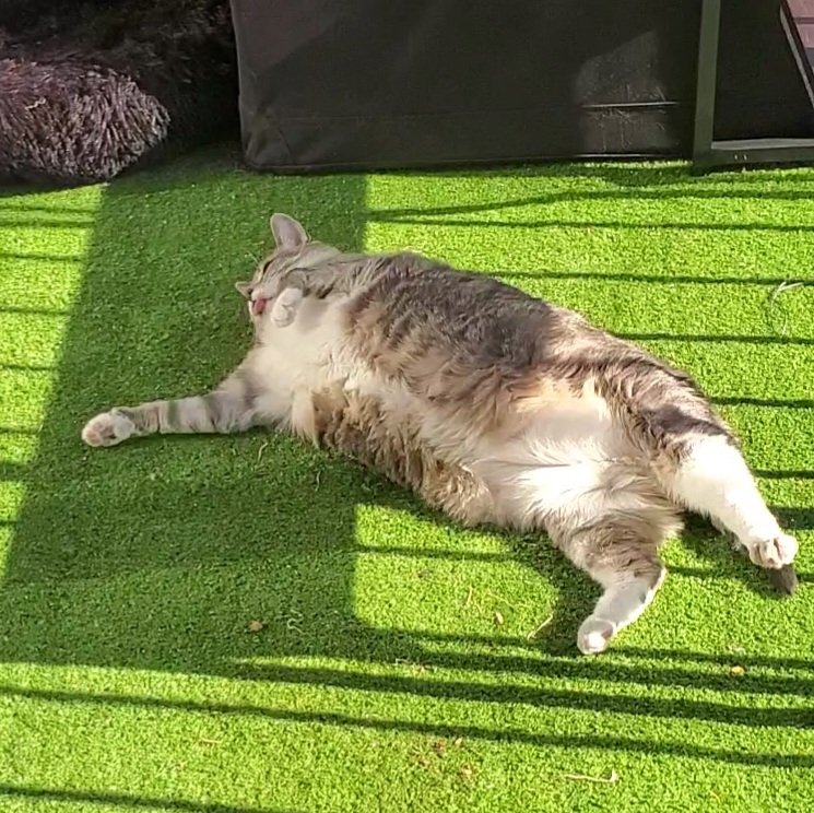 kklifts's tweet photo. I've decided to be active on here in just going to post random pictures of my cats. Buckle up bitches, it's time for some adorable. Meet Selina Kyle, Dr. Harleen Quinzel PhD, Duke of Gains, and Wade Riggs Wilson. https://t.co/iYuLdMjH3D