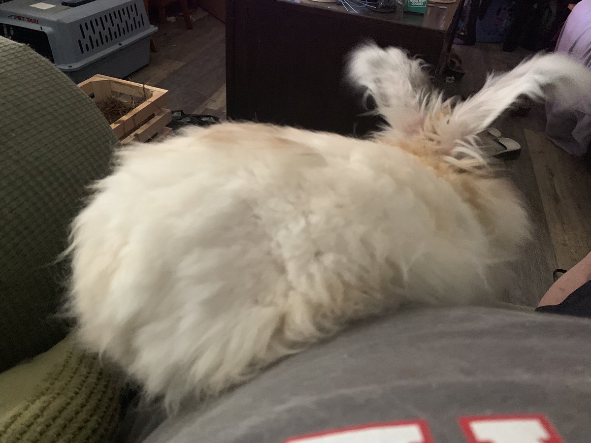 bunsofconyers's tweet image. Is #BunnyButtFriday! Enjoy! ❤️🐰✌️