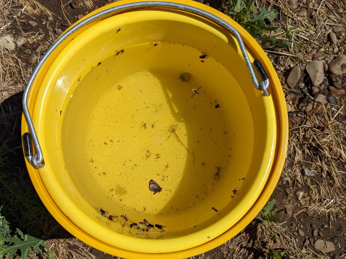 PotatoVirusIni1's tweet photo. Summer research = looking for PVY &amp; checking aphid traps! @uidaho has partnered with a local seed grower to monitor the potential for in-field PVY movement and deploy aphid traps to detect aphid vectors of the virus near these fields. #summer #potato #research #PVY #aphids https://t.co/MlOWCj7ERh