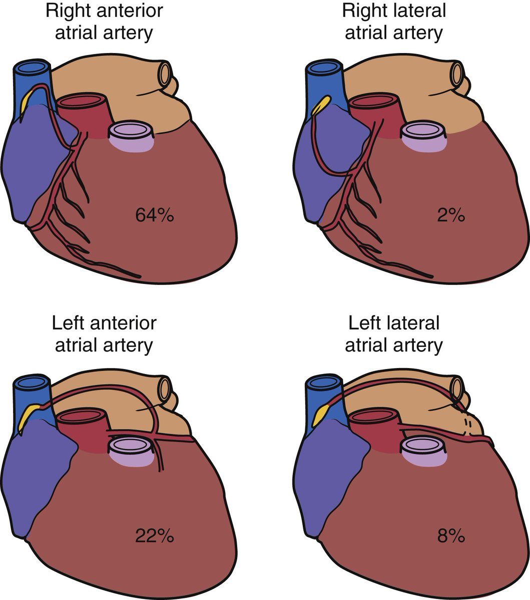 Sinoatrial node blood supply