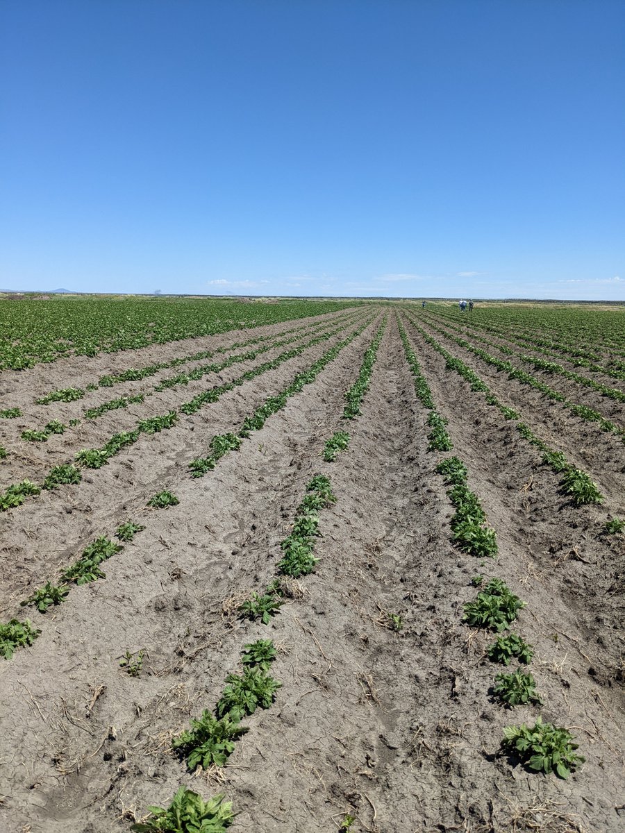 PotatoVirusIni1's tweet photo. Summer research = looking for PVY &amp; checking aphid traps! @uidaho has partnered with a local seed grower to monitor the potential for in-field PVY movement and deploy aphid traps to detect aphid vectors of the virus near these fields. #summer #potato #research #PVY #aphids https://t.co/MlOWCj7ERh