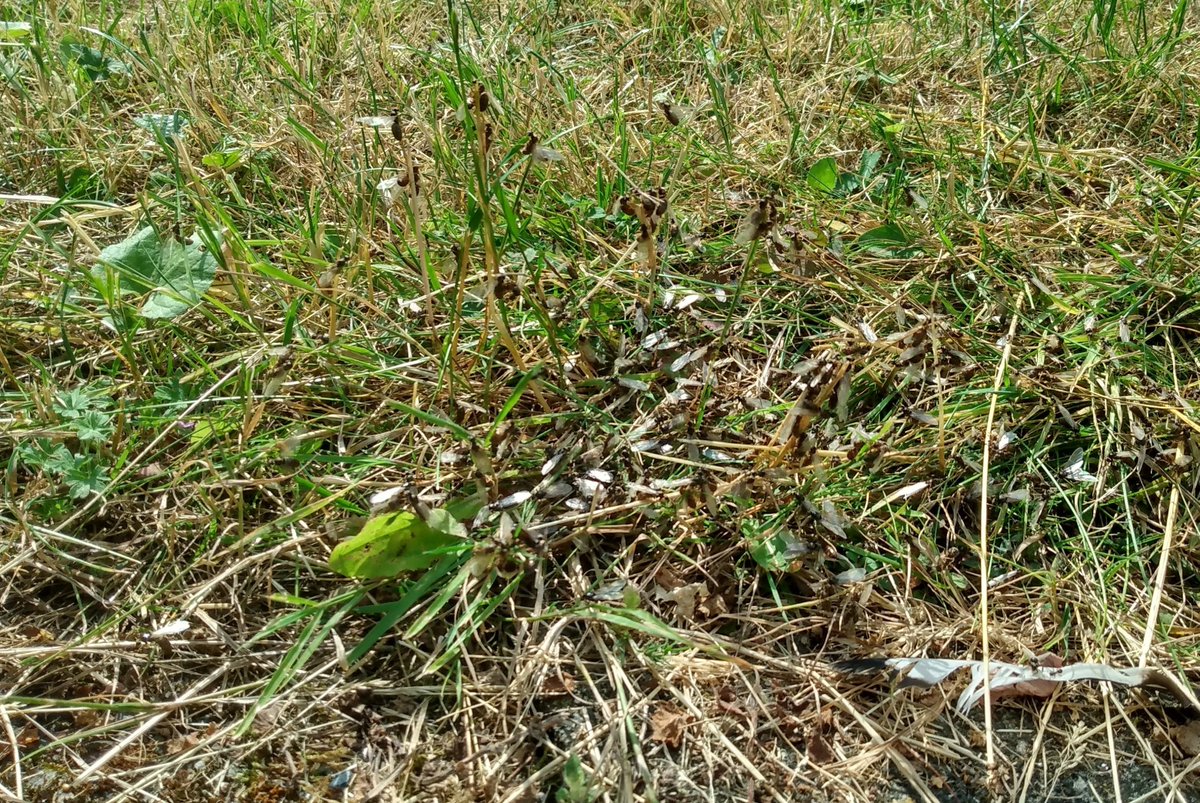 Steve Childs tweet media