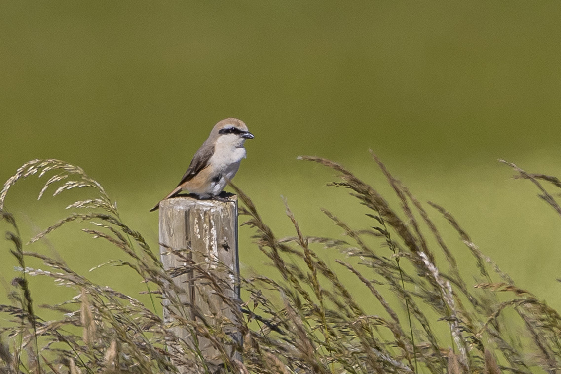 Turkestan Shrike <a href="/Bempton_Cliffs/">RSPB Bempton Cliffs</a> 8 July 2022, finally made the decision to go &amp; try to get some pics, was never really close &amp; quite elusive for large periods but well happy to get a shot, lifer <a href="/RareBirdAlertUK/">RareBirdAlertUK</a> <a href="/YorksWildlife/">Yorkshire Wildlife Trust - follow us on Bluesky 🦋</a>