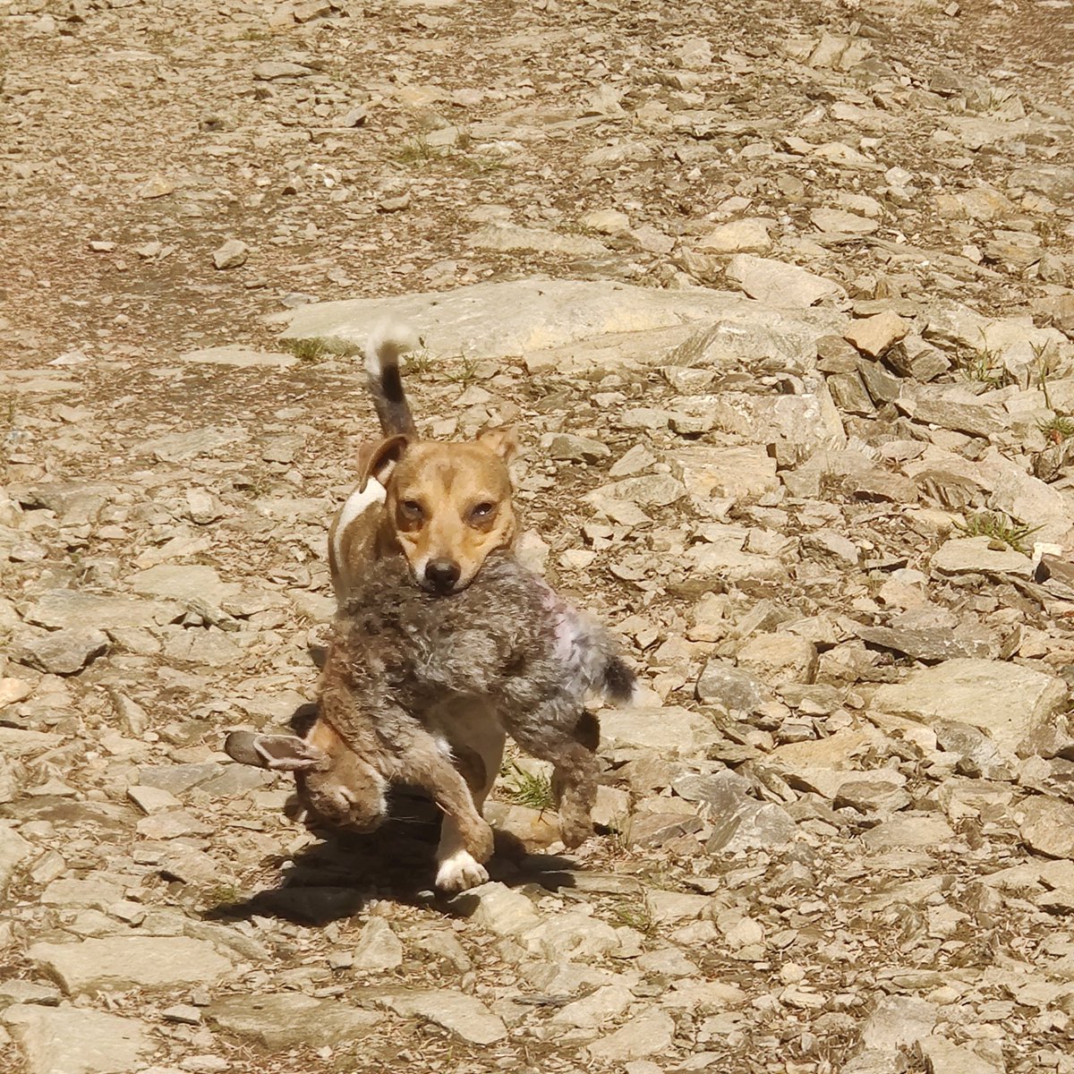 foxtothetrot's tweet photo. USED TO BE SOME BUNNY THAT I USED TO GNAW

Poor Boris the Bunny https://t.co/h4n99f33SU