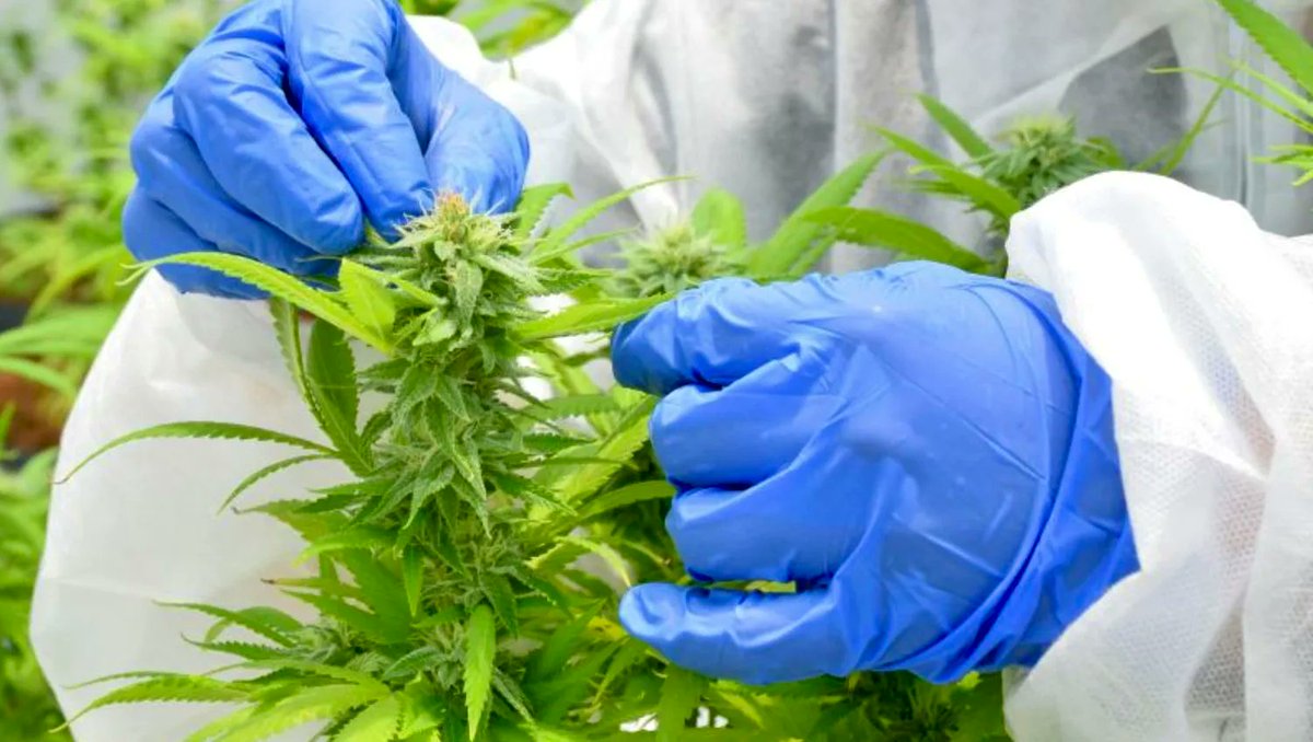 Industria420 tweet media