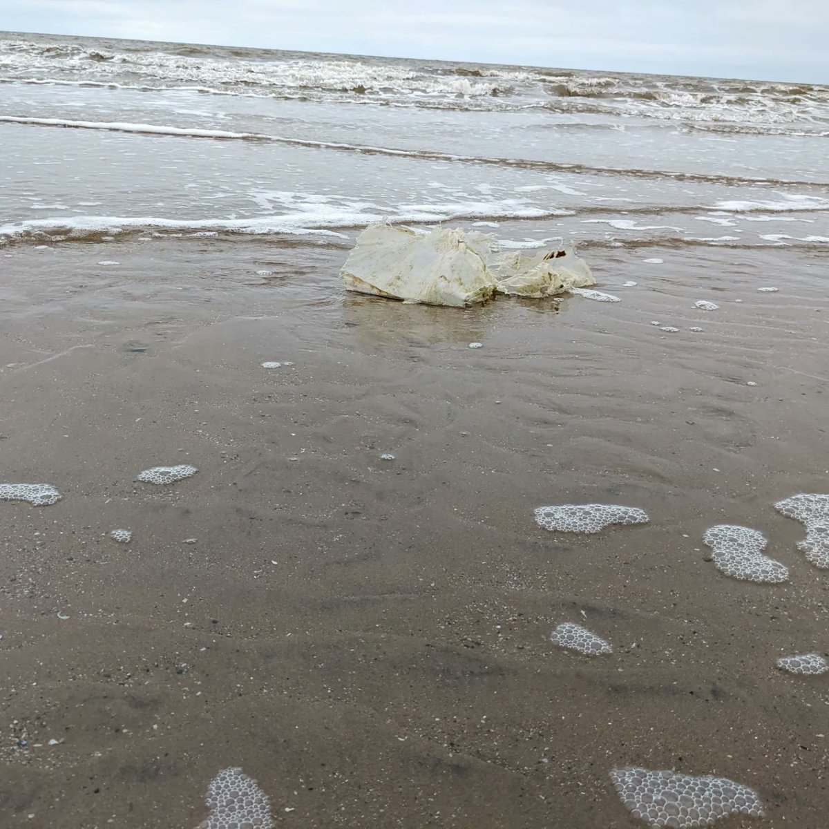 croupier1970's tweet photo. Everyday @2minuteHQ #2minutebeachclean with the usual plastic, sanitary towel and seaweed fish 👀 #pollution #plasticpollution #EnvironmentalJustice #OnePlanet #wetfeet #sandyhands #binit #beachwalk #why #blackpool https://t.co/FXQ1G8XCDk