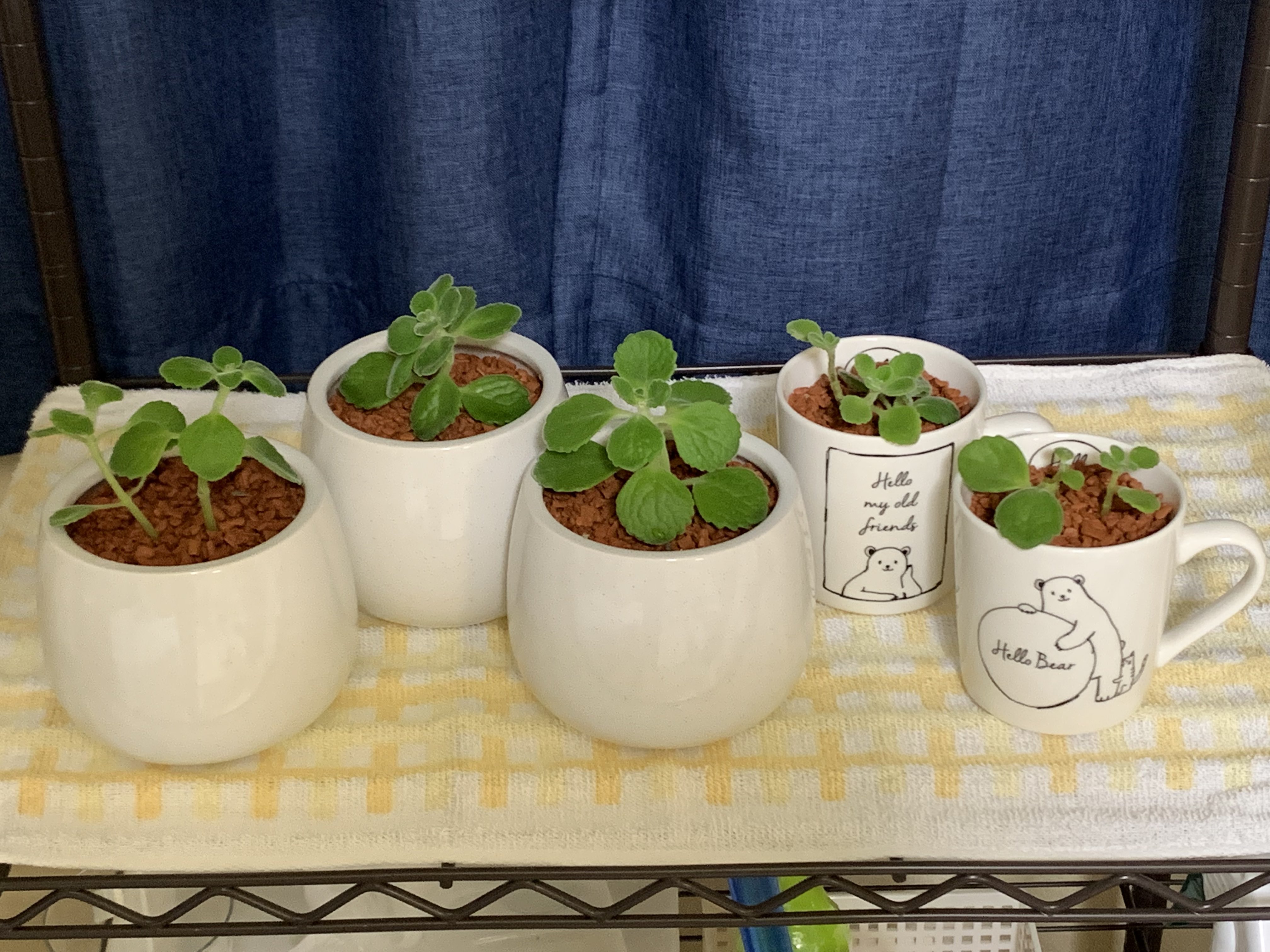 M H 観葉植物垢 水は 土が乾いて葉が垂れたらたっぷりと にしてる Lifeiscool 0314 Twitter