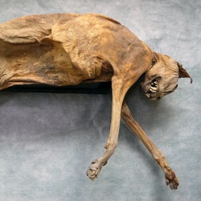 sanssoleil_'s tweet photo. Además, tendrá lugar la presentación en sociedad de @FlorianKatua, el gato momificado más célebre de Álava✨ ¡No os lo podéis perder! https://t.co/BMp6Uz5nu7