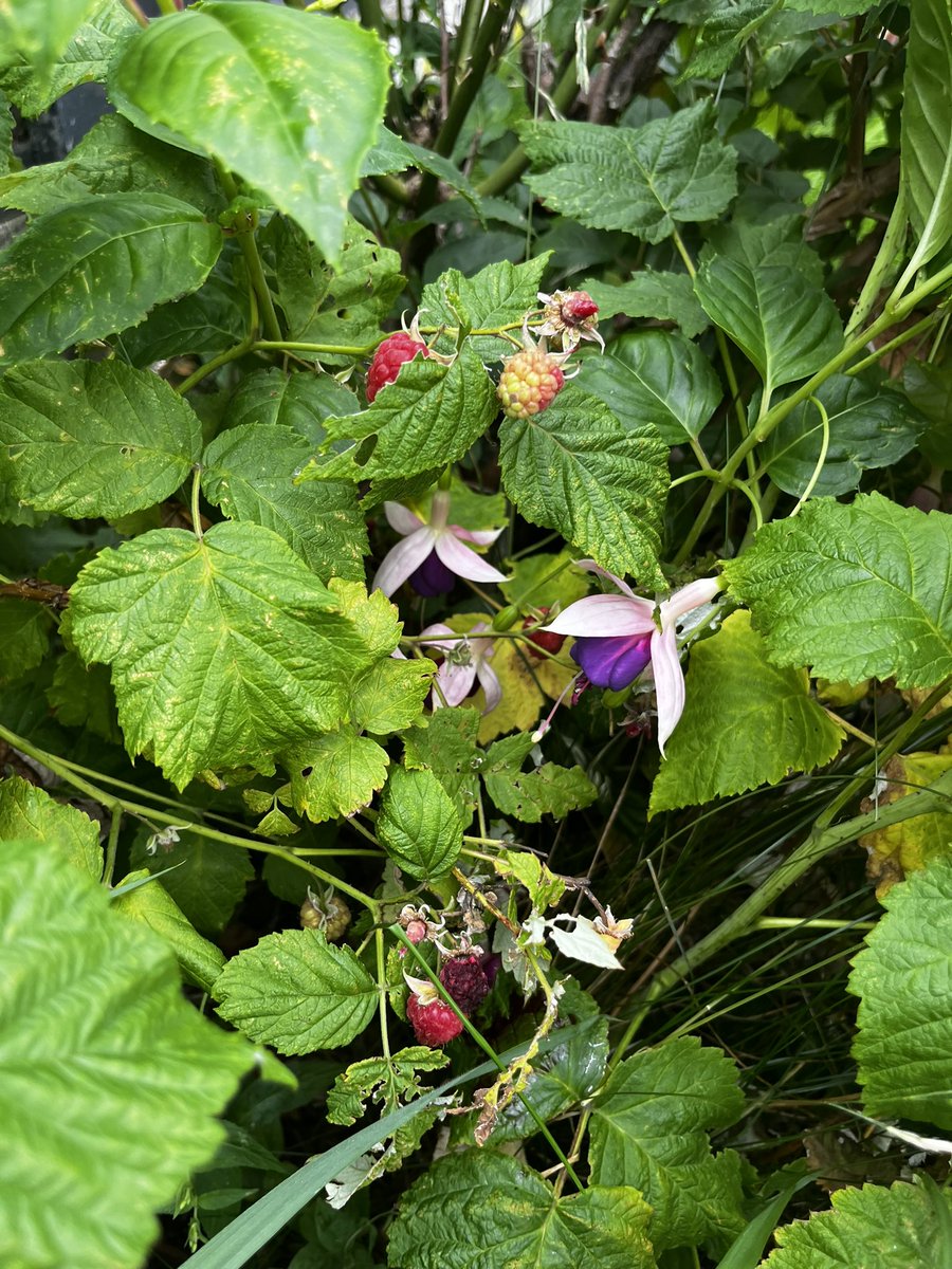 Here come our raspberries!