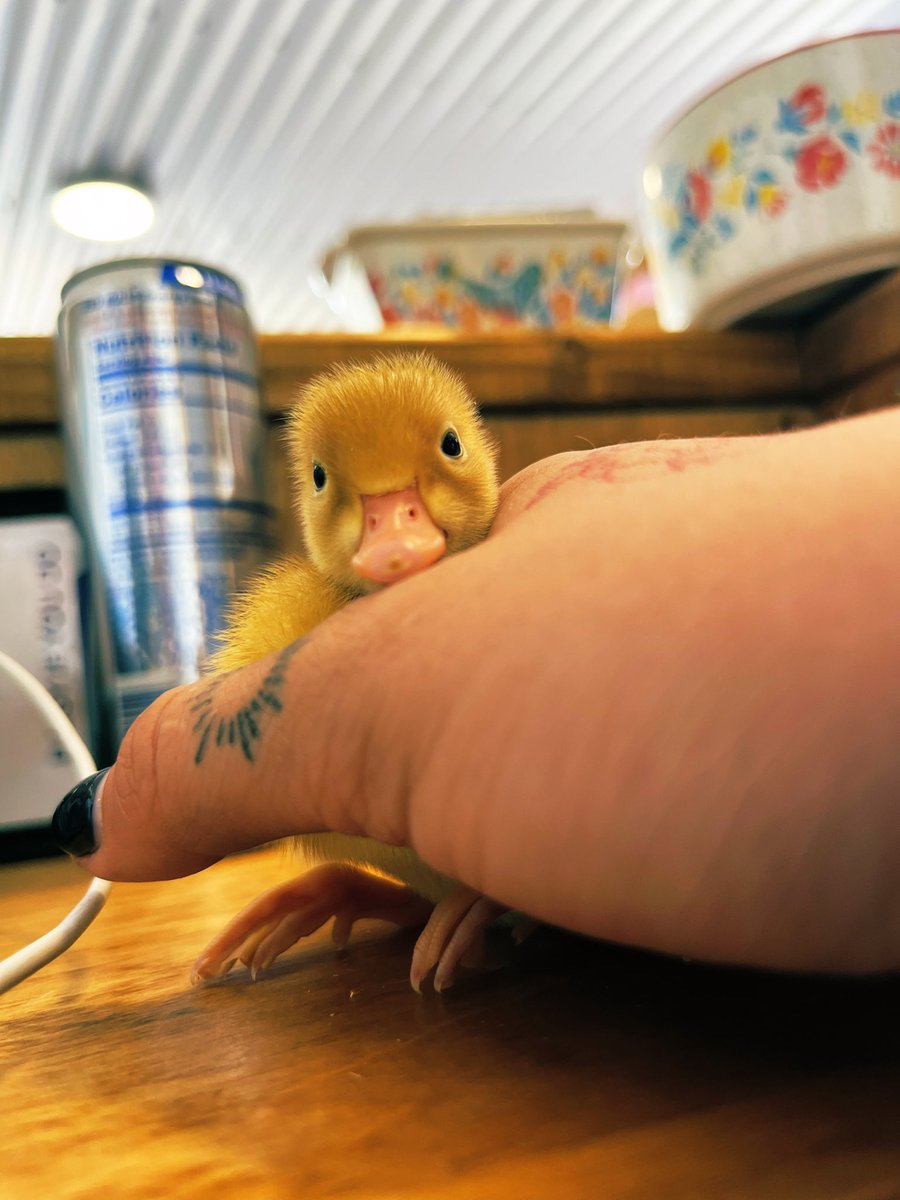 anyone wanna see my duck’s reaction to realizing i’m taking his picture