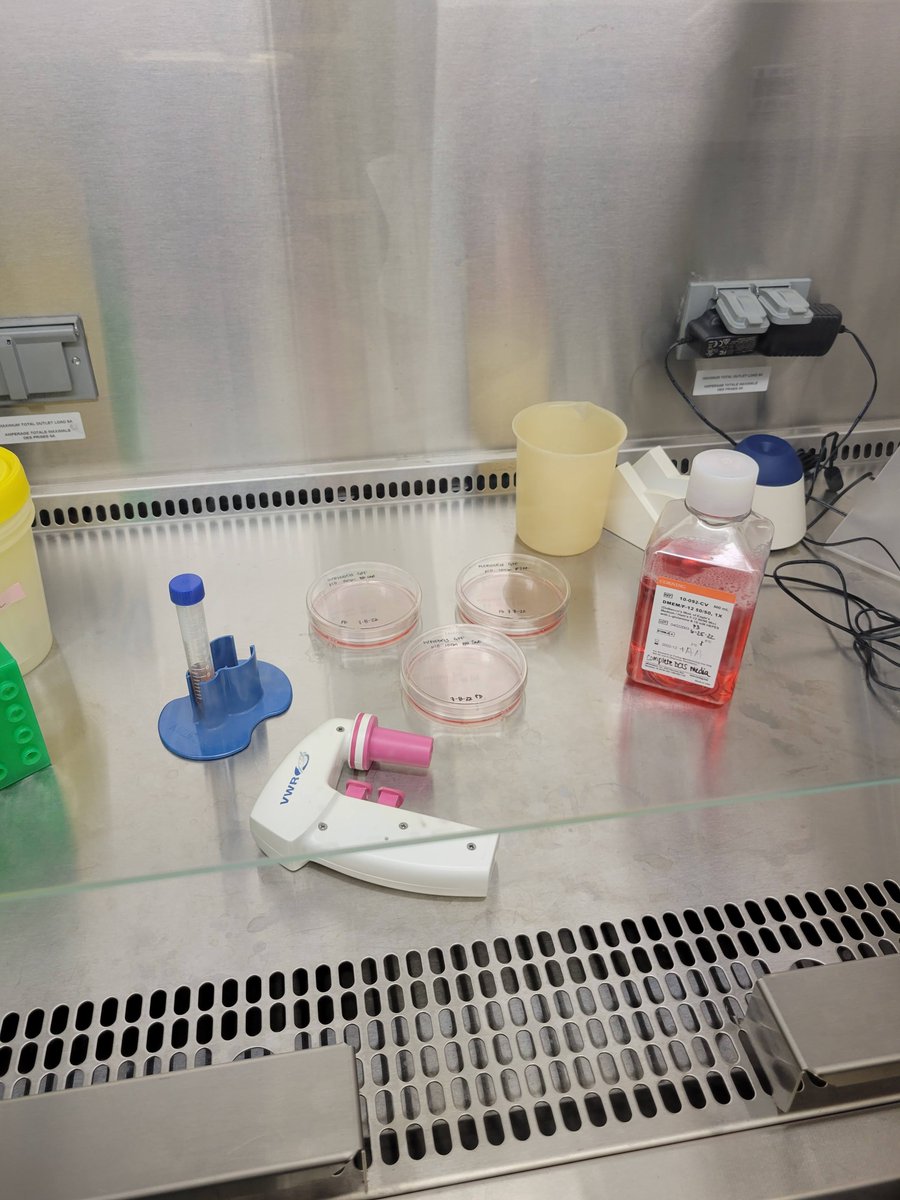 CUCancerBio's tweet photo. "Started my day off with some tissue culture. I grow breast cancer cells to use in experiments where we test different treatments and drugs to see how they change the way the cancer cells act." #BestYouCANB #CANBStudentTakeover @PetraDahms https://t.co/jS9GWZjCZR