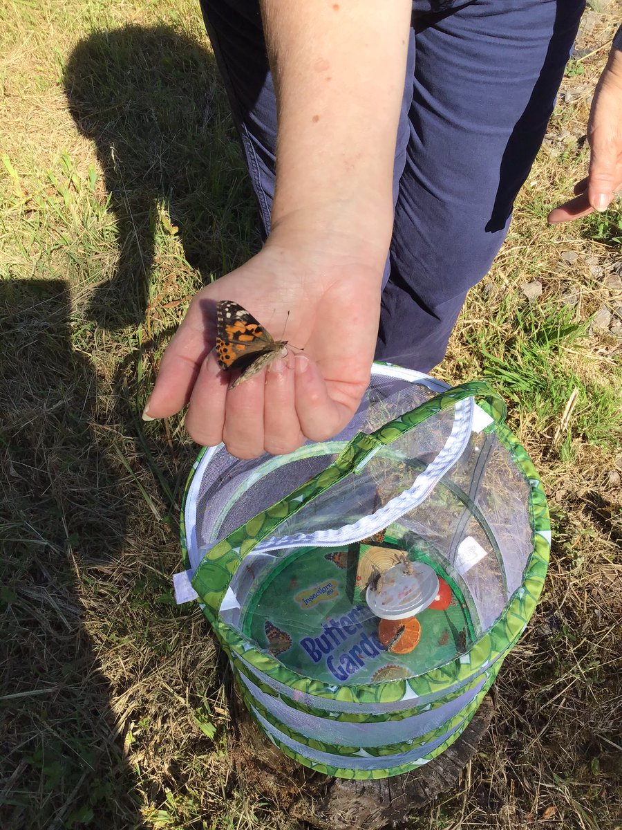 StanFoxClass's tweet photo. Releasing our butterflies at Forest School 🐛🦋 https://t.co/zAWvOwPQhI