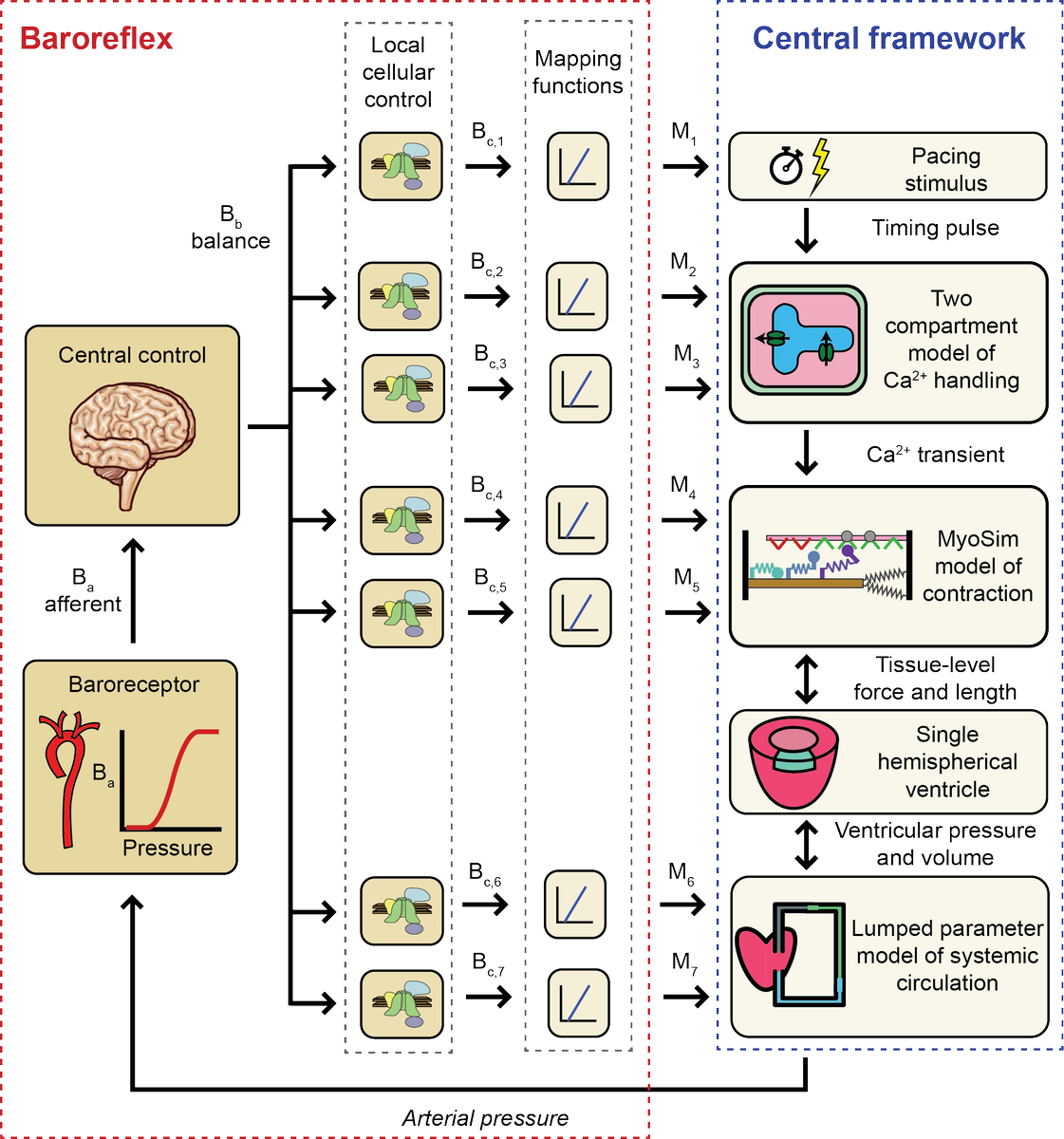 CampbellLabatUK's tweet photo. Updated BioRxiv preprint with our latest simulations demonstrating closed loop baroreflex control of arterial pressure - with @Sharifi_UKY 
https://t.co/Gqi5JG8iXK https://t.co/H1bi6teVQq