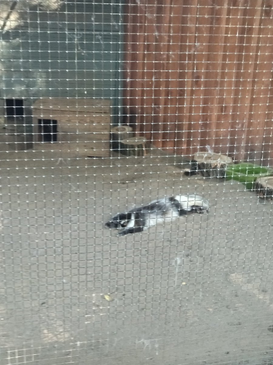 margarin___'s tweet photo. Это продолжалось целый час. 
Ну а потом я поехала в Зоопарк поснимать концерт Серёжи, съела там мороженое, посмотрела на обезьян, и стало чуть легче

Понимаю состояние песцов на 100%
А они понимают меня https://t.co/ZhJxCYnxeI