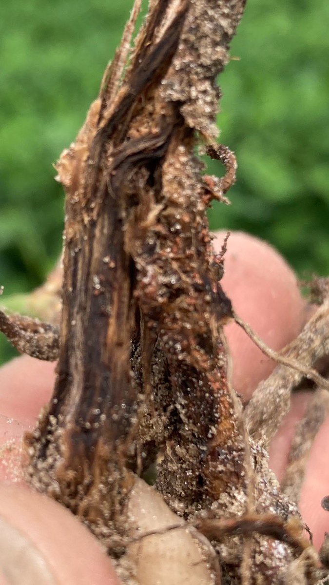 bobkemerait's tweet photo. Peanut in Cook Co., GA.  Salmon-colored perithecia (fruiting bodies) on dead taproot resembles Cylindrocladium black rot. But this plant was killed by Tomato spotted wilt disease and later colonized by fungus Neocosmospora. Of the diseases, CBR is a bigger challenge than TSWV. https://t.co/mT104MMwBg