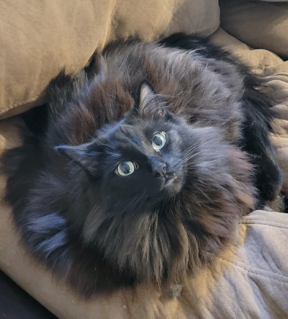cats who share one braincell tweet media