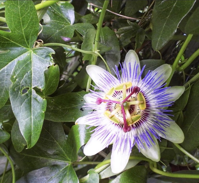 How cool is this flower captured by @BronwenDecker? Do you know what it is? 

#fridayflowers #flowers #FlowersOnFriday #flowersphotography #flower #flower #flowerphotography #flowerhunting #FridayVibes #fridaymorning #Friday #visitcbva #flora #floral