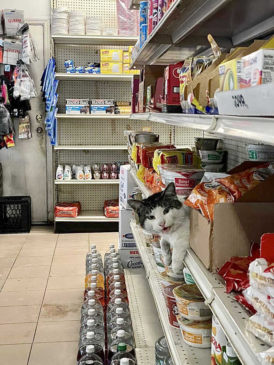 Bodega Cats (@bodegacats_) on Twitter photo 
