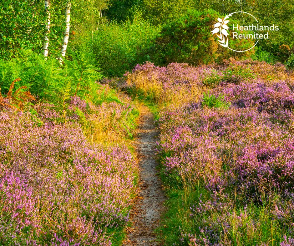 sdnpa's tweet image. How stunning is the heather when it starts to bloom?

We&apos;ve got a whole host of summer holiday events and activities celebrating our amazing lowland heath: buff.ly/3cCVNP0

#HeathlandsReunited #HelpYourHeaths #SouthDowns

📷 Sam Moore
📍 Shortheath Common