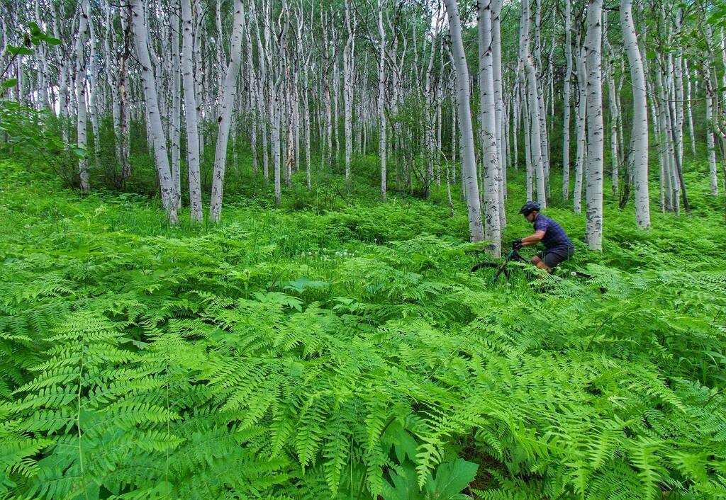 thepowdermonk's tweet photo. Recent rain, hero dirt and lush aspen groves. Alpine perfection.
#RideFromHome
#OneLessCar.
Elkhorn Trail.
#BeaverCreek, #Colorado.
.
.
.
#PEARLiZUMi #cycling #mtb #singletrack #ridemoredomore #whyiride #optoutside #mtblife #coloradogram #coloradolive… https://t.co/NWn7xXCyMe https://t.co/EPkitV848D