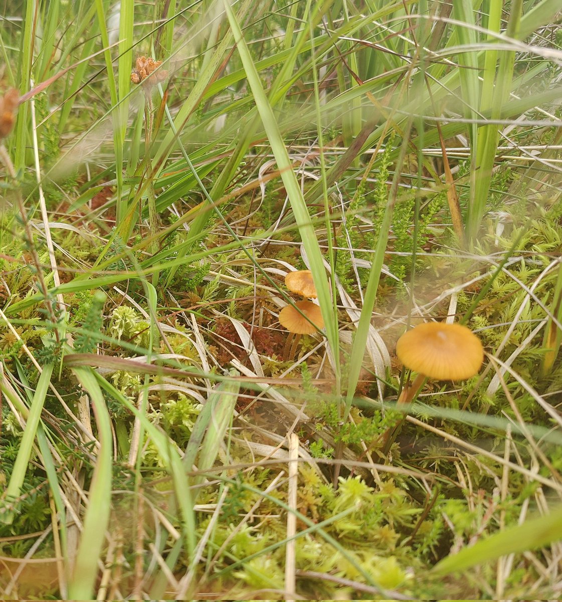 MidShannon's tweet photo. Very important that people are aware of some of the necessary actions required to facilitate construction of the proposed BNM wind farm on these bogs, such as the removal of important natural environmental tools on these bogs. How is this a move in the right direction? https://t.co/tkPu8hua0K