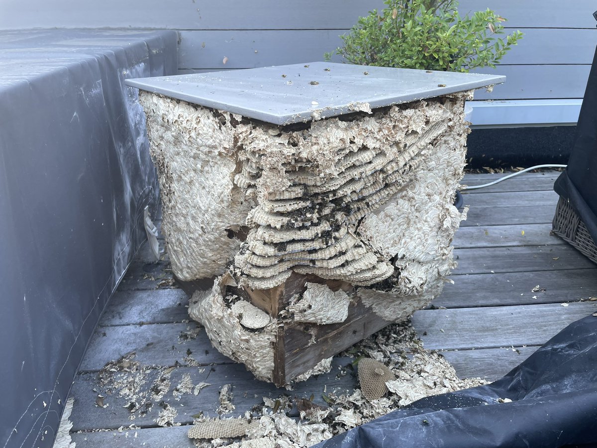 Just a small Wasp nest!
