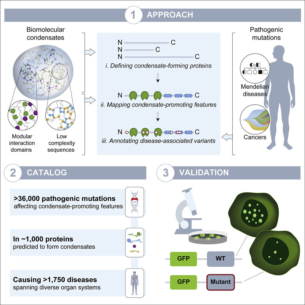 Susana Hawken (@susanahawken) on Twitter photo Very excited to share our work out today in <a href="/Dev_Cell/">Developmental Cell</a> mapping pathological mutations to protein features likely involved in condensate dysregulation across human disease. <a href="/BananiSF/">Salman Banani</a> <a href="/LenaAfeyan/">Lena Afeyan</a> cell.com/developmental-… Very excited to share our work out today in <a href="/Dev_Cell/">Developmental Cell</a> mapping pathological mutations to protein features likely involved in condensate dysregulation across human disease. <a href="/BananiSF/">Salman Banani</a> <a href="/LenaAfeyan/">Lena Afeyan</a> cell.com/developmental-…