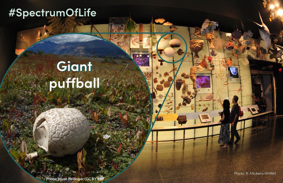 CBC_AMNH's tweet photo. Next in our #SpectrumOfLife exploration is the giant puffball! These saprobic fungi can be found growing in open fields, woods &amp; lawns at up to 8-20" in diameter. #DYK? A giant puffball can have has as many as 7-trillion spores inside! https://t.co/rNGYKRvhsZ