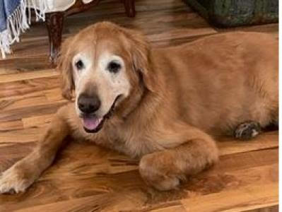 Gold Ribbon Rescue tweet media