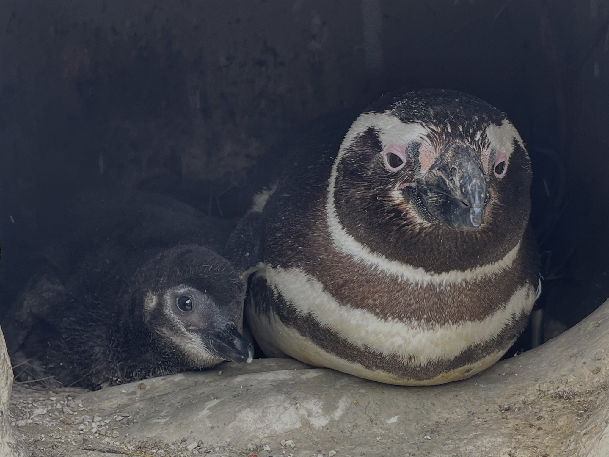 San Francisco Zoo on Twitter: San Francisco Zoo on Twitter: