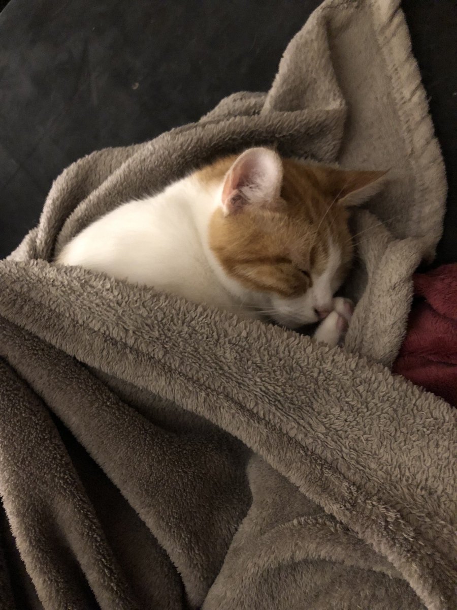 joyzsticks's tweet photo. Ino (@supDrayz's cat) fell from the 2nd floor 2 days ago. Her head hit a bin while falling, she ended up getting a fractured jaw and perforated cleft palate. Veterinary clinic charged him with 1600€ which he can't afford but he didn't want to let his little beast dying. https://t.co/FxSmG1qPr7