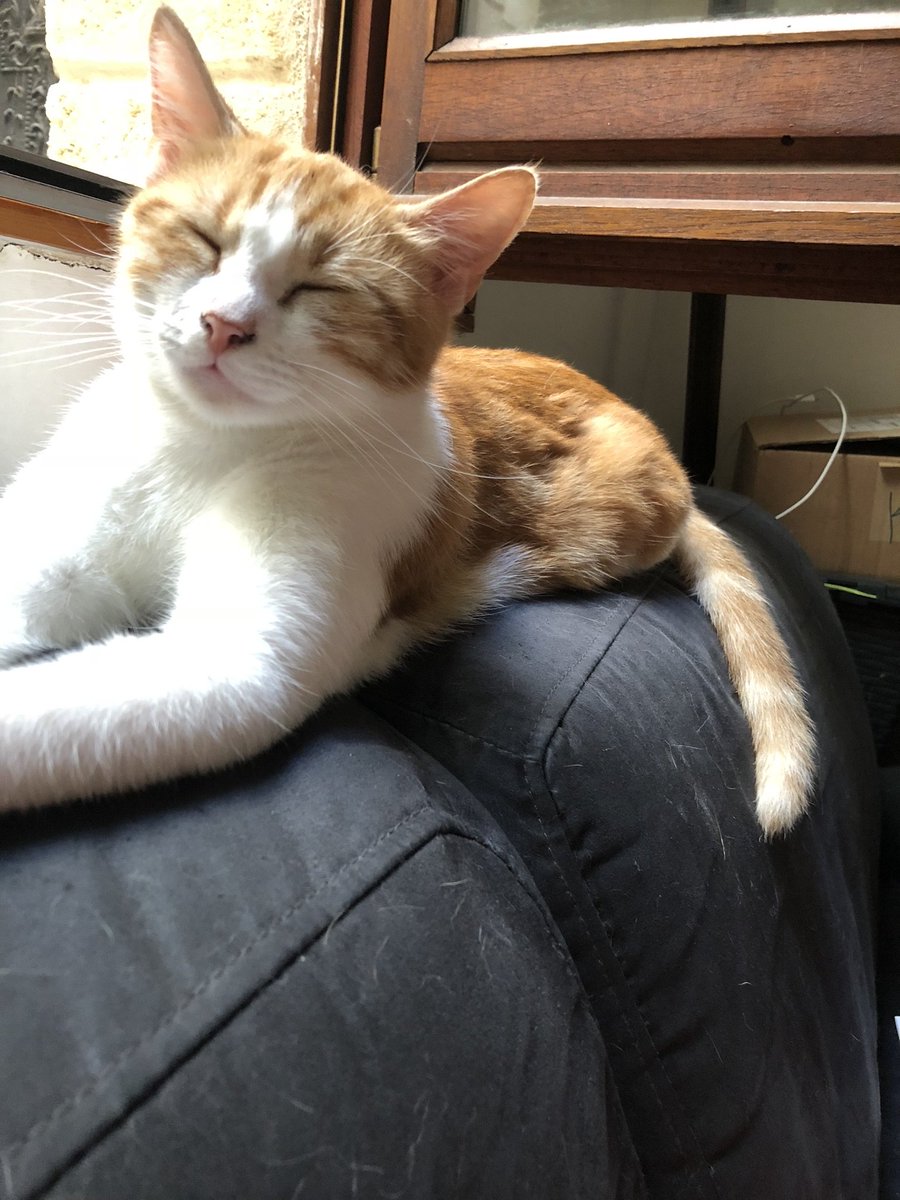 joyzsticks's tweet photo. Ino (@supDrayz's cat) fell from the 2nd floor 2 days ago. Her head hit a bin while falling, she ended up getting a fractured jaw and perforated cleft palate. Veterinary clinic charged him with 1600€ which he can't afford but he didn't want to let his little beast dying. https://t.co/FxSmG1qPr7