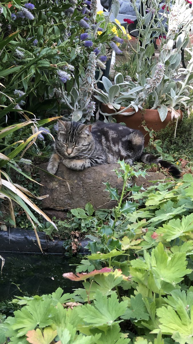 JesseandGiz15's tweet photo. #visitingcat Willow relaxing by the pond after a successful pond dipping session . One frog 🐸 caught and released back to the pond by hoom much to Willows disgust . Remind you of anyone @ChiefTabi ?😊 https://t.co/Jc9c278JA2