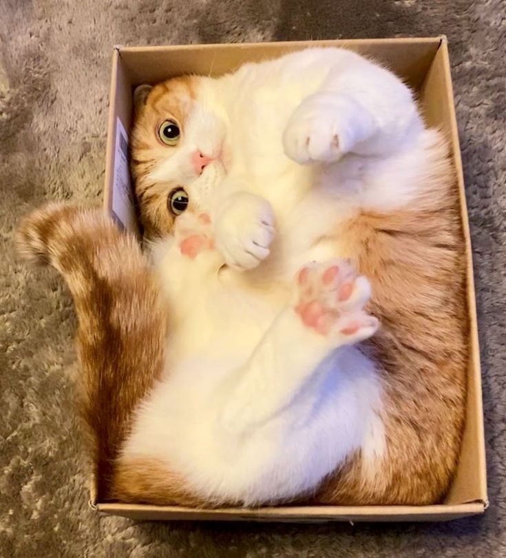 Daniella_C1804's tweet photo. @Angie681366511 Hello sweetie 😻😽 Yes I want to 😊 https://t.co/65VKNYb63s