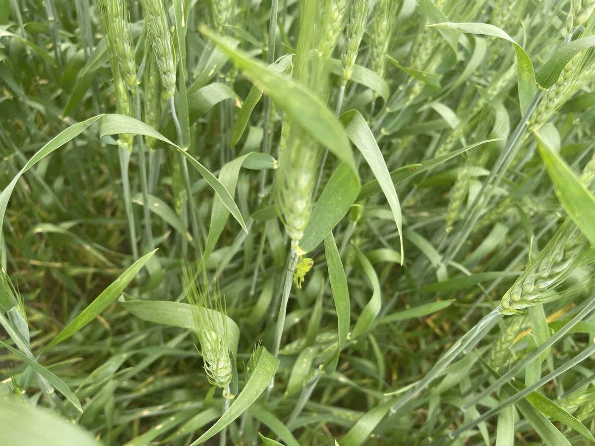 Gavinbalvitsch's tweet photo. My last goal for my internship is scouting fields for different pests and diseases! In the wheat fields that I was scouting, I found scab disease and grasshoppers eating the leaves away. @NDSCS_Ag #ndscsaginternship2022 https://t.co/OwTdEhGkQ2