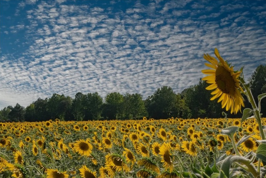visit_lazio's tweet photo. 🌻 Buone vacanze a #Priverno tra i #girasoli, belli come il sole, gialli come l' #Estate!

📸 Ig @jessy_baglione

#Latina #sunflower #VisitLazio #FaiUnSaltoNelLazio #LazioIsMe #LazioEternaScoperta https://t.co/AhxllSR6mi