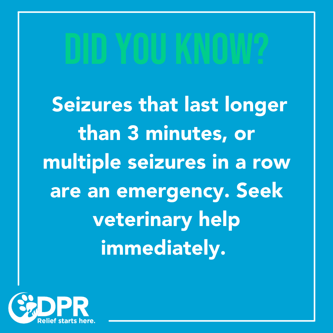 Seizures in dogs can be scary. If the seizure lasts longer than 3 minutes, or multiple are observed in a row, seek an emergency veterinarian or neurologist help immediately.🏥