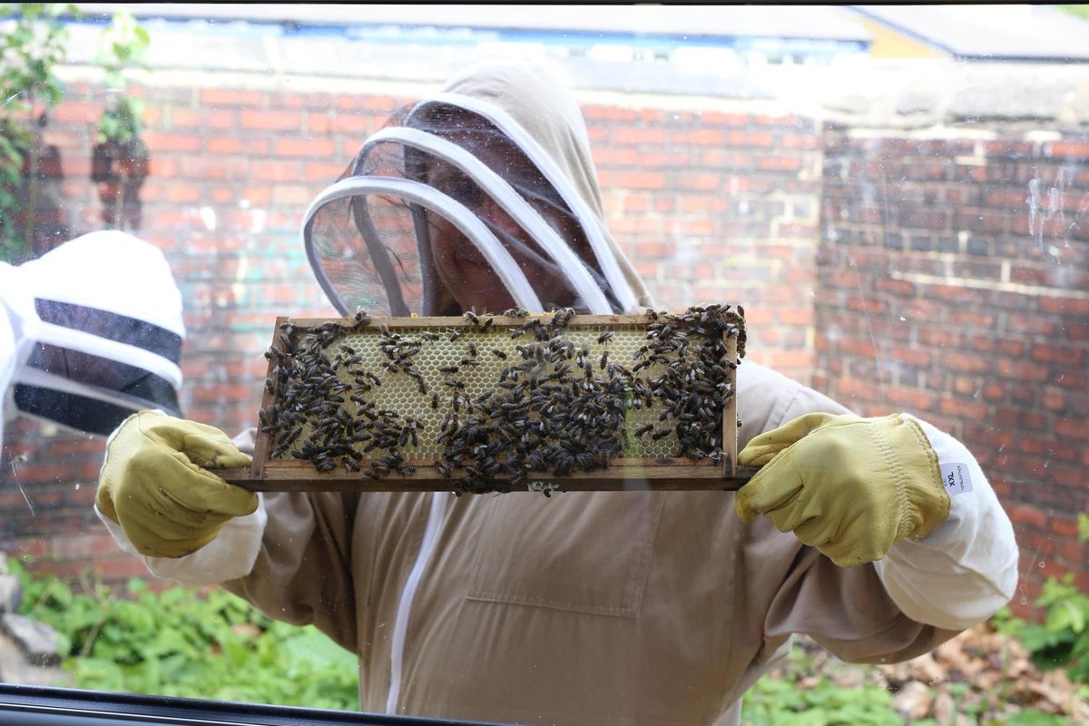 PollinatorsPark's tweet photo. Showing off our bees to the #GreenerTogether team at their launch today in the @OutbackGardenHX 

@nwgrnd_together 
@HalifaxOppTrust 
@WomenCentreCK 
#GreenWarriors https://t.co/v5whZYQelv