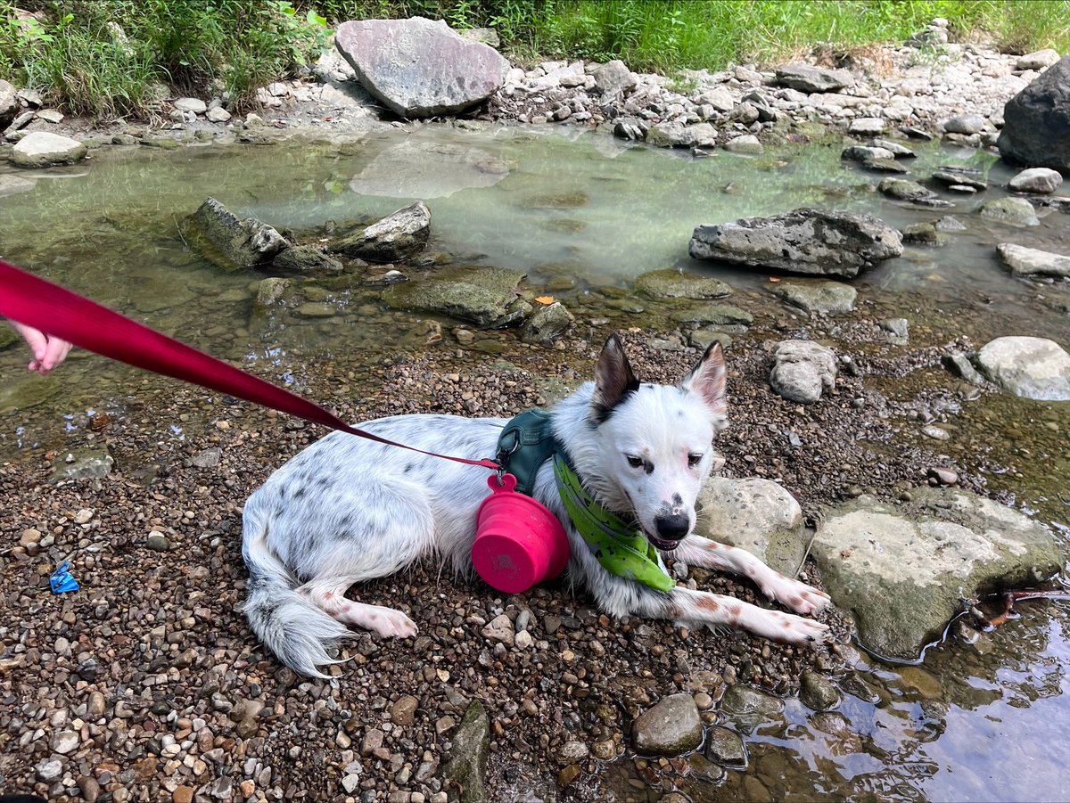 BGPetClub's tweet photo. Happy 1st Birthday to Mater! Coolest dog there is! https://t.co/0eCYyUjbo9