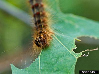 usfs_nrs's tweet photo. To understand why a boom in an invasive species' population is sometimes followed by a crash, scientists analyzed changes in the outbreak dynamics of the spongy moth. https://t.co/WUFdc5ScZw

📷 John Ghent, https://t.co/SNnsG21zIo https://t.co/N0E5CqU2KB