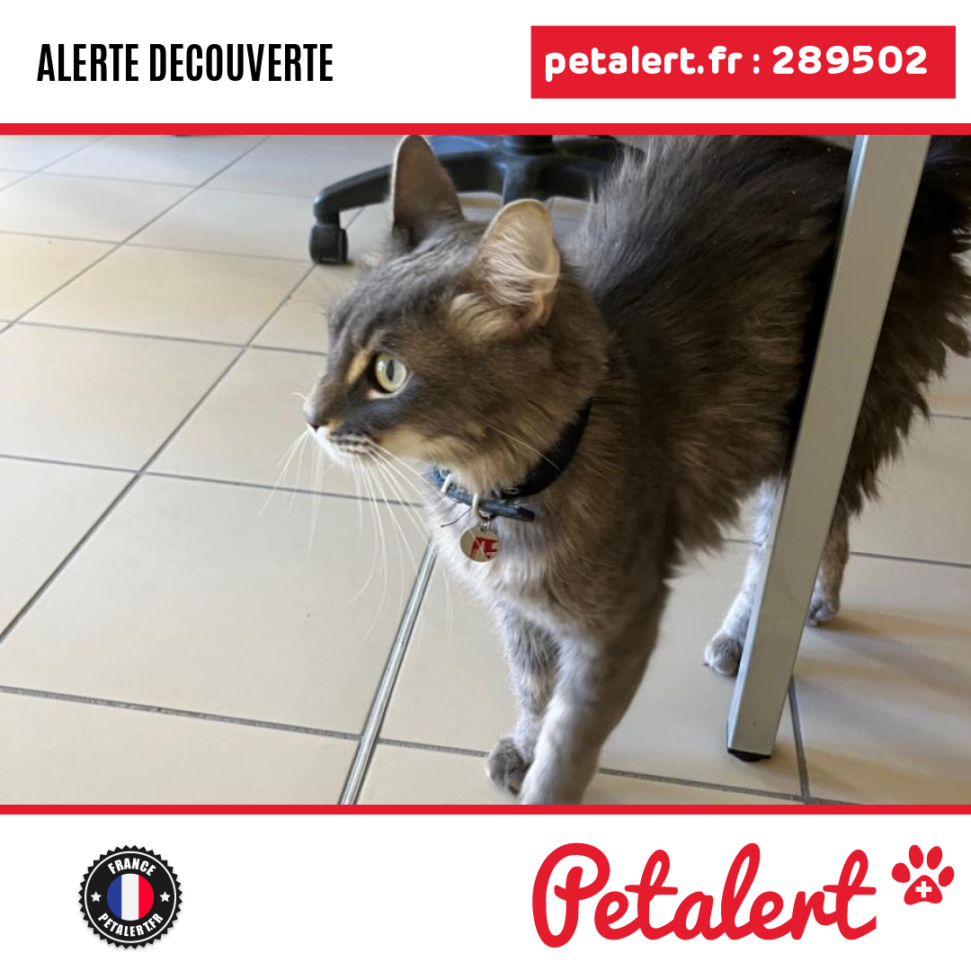 petalert_france's tweet photo. Trouvé #Chat #Gard #Manduel #Petalert #PetAlert30 / https://t.co/jyvMp48m44 https://t.co/3wIhTZxXq8