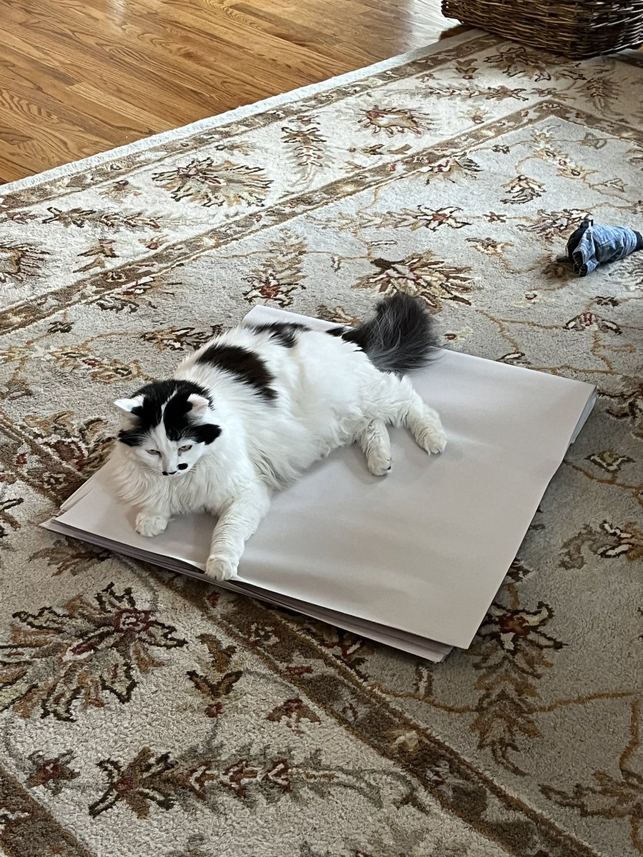 TazTheDevilCat's tweet photo. We are moving!  I don’t want to move so I will sit on the packing paper to prevent packing #CatsofTwittter #CatsOnTwitter https://t.co/Oco3byGfSA