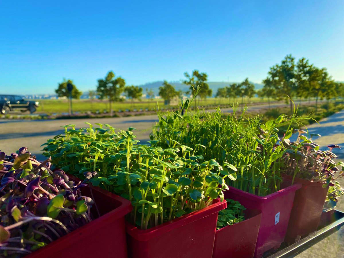 #microgreens Delivery in #CapeTown today. #ArableZA