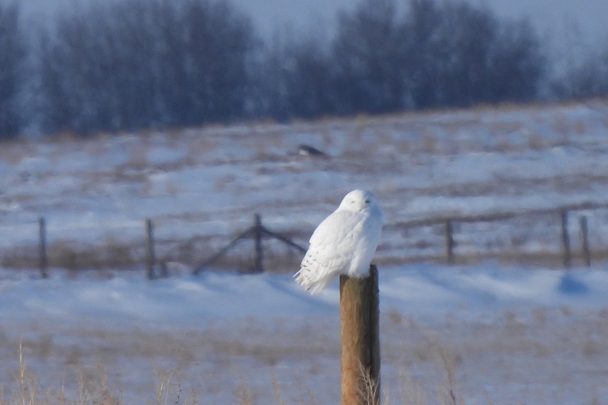 danman222's tweet photo. @TheIneptBirder -25C (not including windchill). https://t.co/u7yVFCQvNb