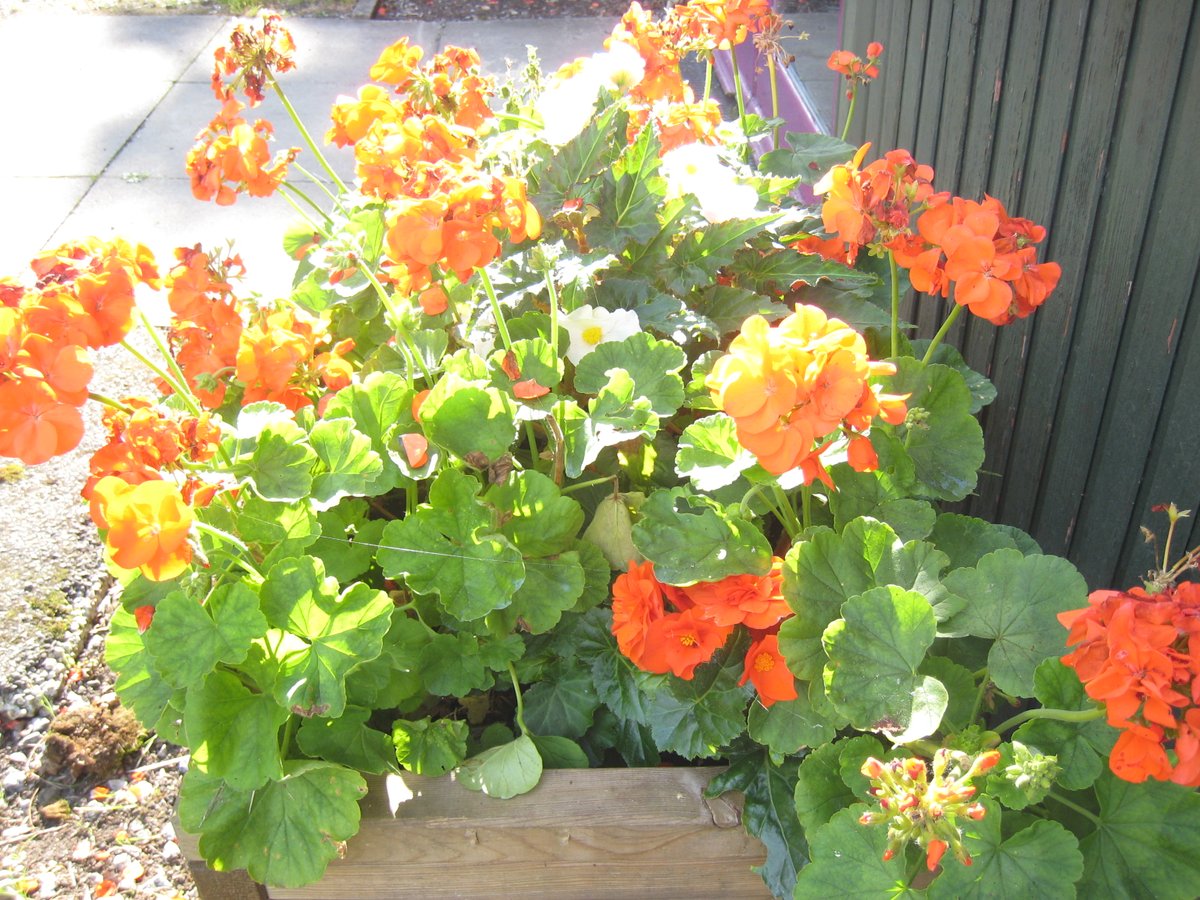 AbbotsCommunity's tweet image. Thank you to AIMs Abbots Improvements for keeping the Community Centre looking colourful throughout the year.