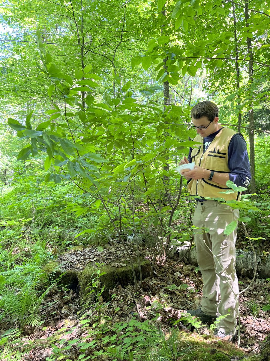 jilla_hamilton's tweet photo. Today Schatz Center is hosting @chestnut1904 intern Dylan Longale a senior undergrad in Forestry @PSUecosystems. He’s getting his hands dirty learning about genetics and extracting DNA from chestnut trees he helped collect earlier this spring #fieldtolab #teamwork https://t.co/xn678FKTuC