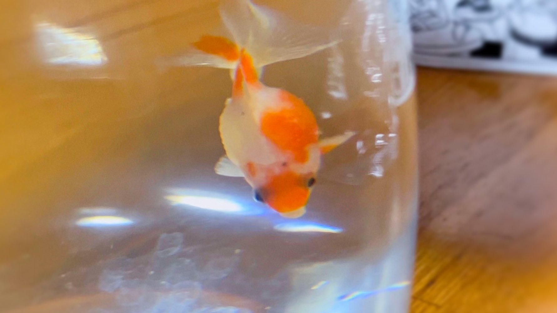 きなこ 針村 金魚ちゃん 名前は 虚無 きょむ になりました 左側の顔が虚無ってかんじ T Co Tj56s4ijig Twitter